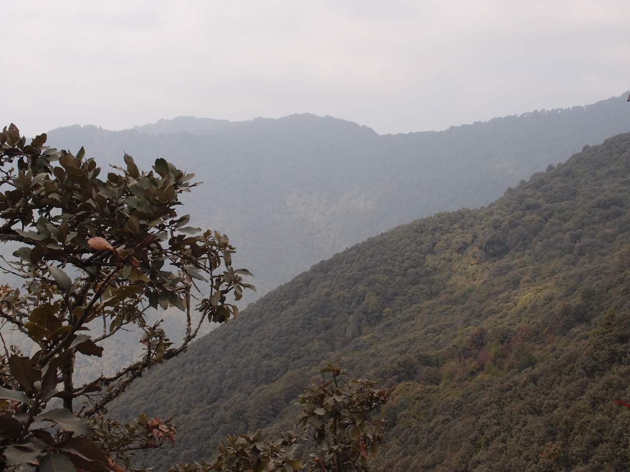 2018-01-16 12 Uhr - Im Shivapuri Nagarjun National Park (Nagi Gumba) (Foto) 
